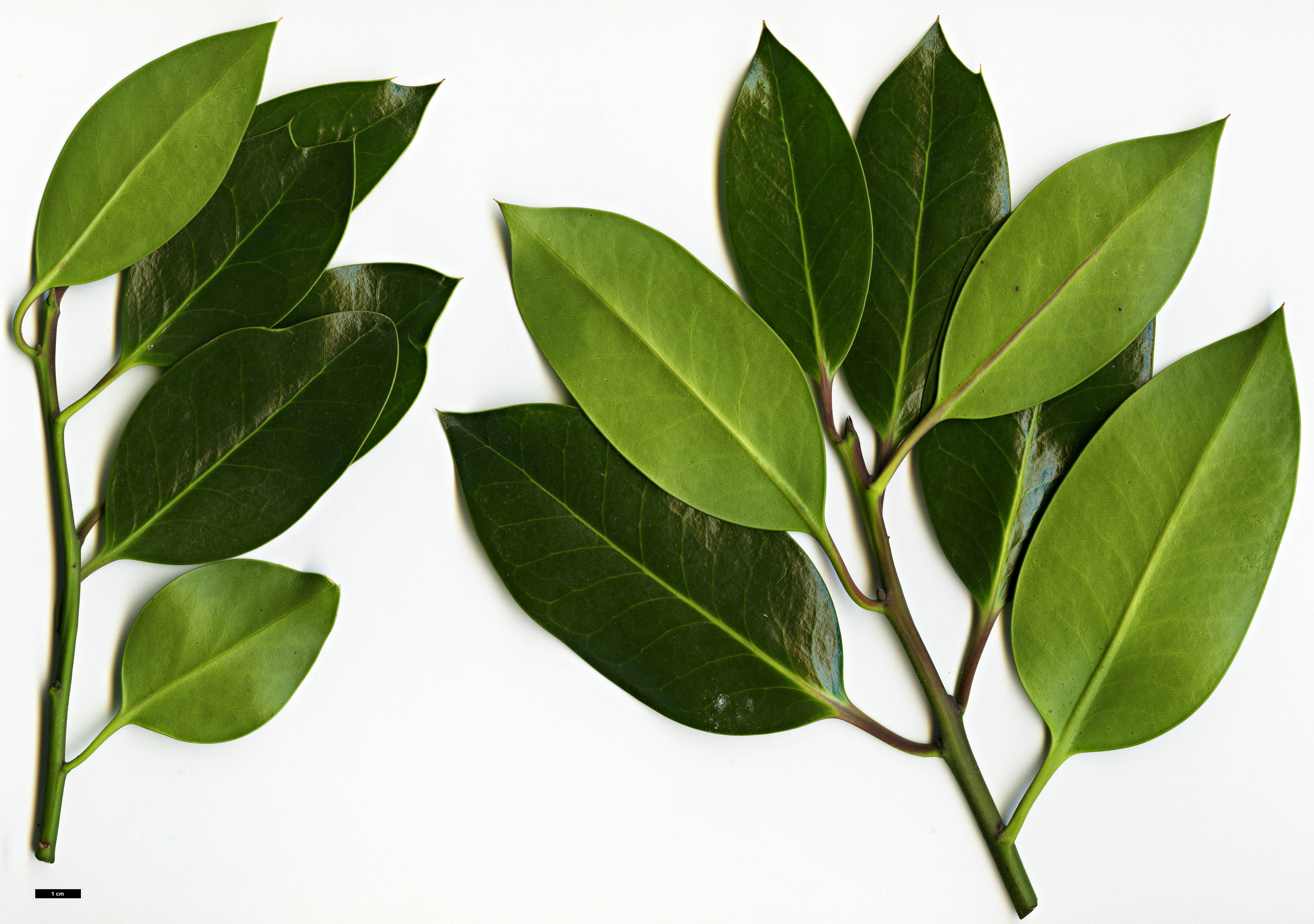 High resolution image: Family: Aquifoliaceae - Genus: Ilex - Taxon: ×altaclerensis (I.aquifolium × I.perado)